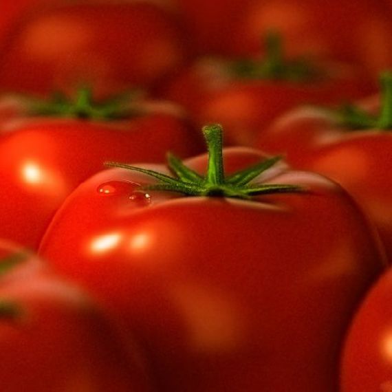 Giant Tomato Tree