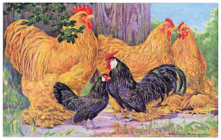 chicken poultry bird illustration digital image Hashime Murayama