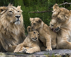 Family Lion In Zurich Zoo