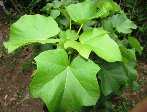 kasiat daun jarak untuk si bayi BALITA Apotik Hidup kasiat daun jarak untuk si bayi BALITA Apotik Hidup
