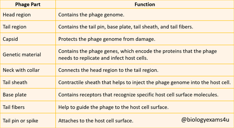 Bacteriophage Structure and function Table