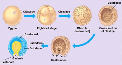 Tahap Perkembangan Embrio Pada Saat Terbentuknya Blastosol Disebut Seputar Bentuk