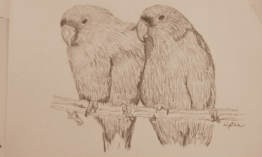 Pencil sketch of lovebirds
