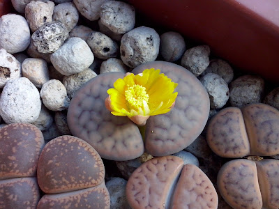 lithops