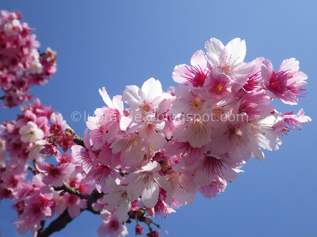 Pingjing St. Lane 42 cherry blossoms