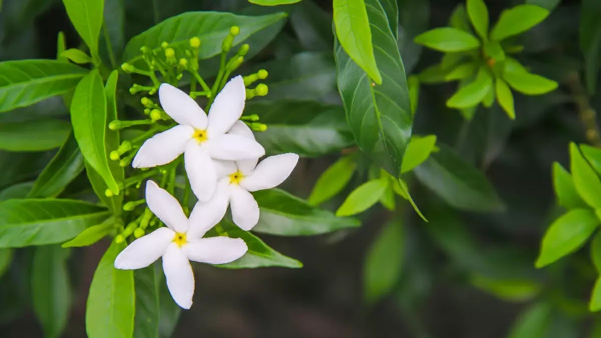 Jasmim-árabe: Plantando e adestrando - Permacultura no jardim