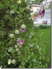 bloggebilder 001
