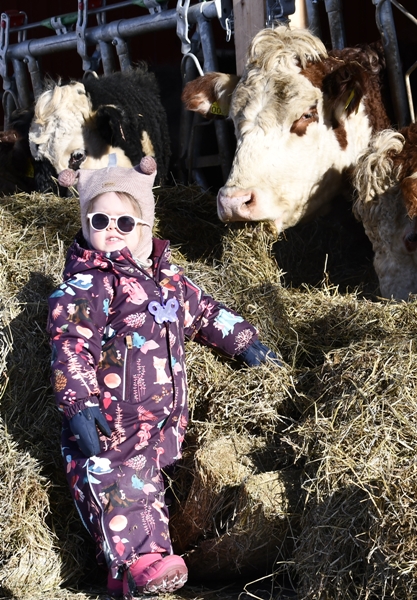 hereford kuer kalver ammekuer ammekyr