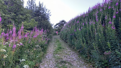 fleurs scutellaires ?