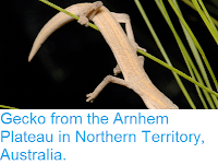 http://sciencythoughts.blogspot.co.uk/2014/11/a-new-species-of-phasmid-gecko-from.html