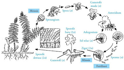 siklus hidup tumbuhan paku