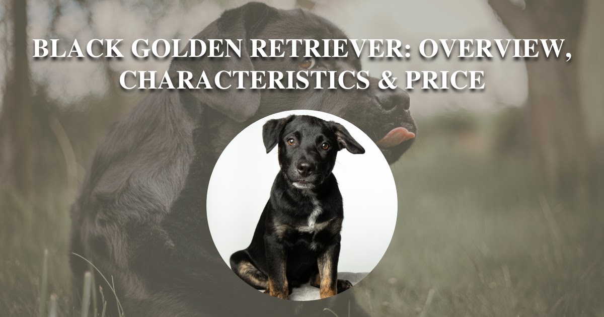 Black Golden Retriever - Breed Overview, Characteristics & Price