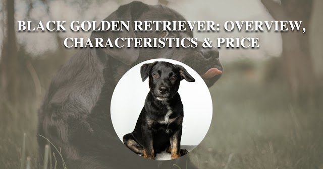 Black Golden Retriever : Breed Overview, Characteristics & Price