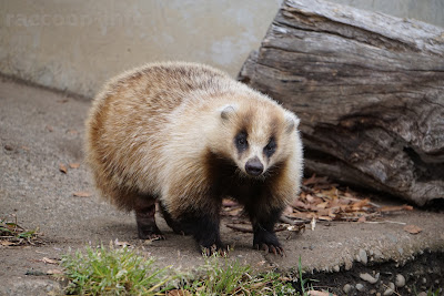 かみね動物園のアナグマ