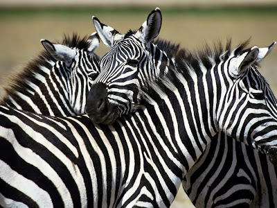 Plains Zebra