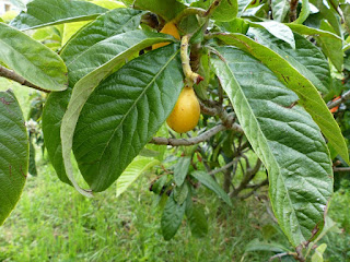 Eriobotrya japonica - Neflier-du-Japon