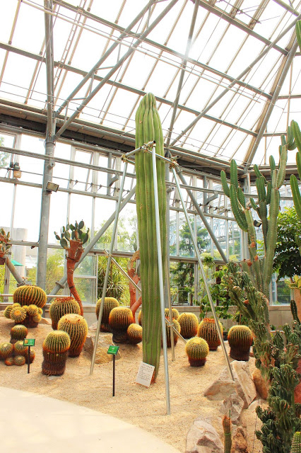 山口県、宇部市のときわ公園の植物園がリニューアルしたよ【Y】　プラントハンター西畠清順、世界を旅する植物館 　南アメリカ、北ア中メリカ 　珍しいサボテン、メキシコ原産　武倫柱（ブリンチュウ）