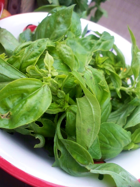 farm fresh organic basil