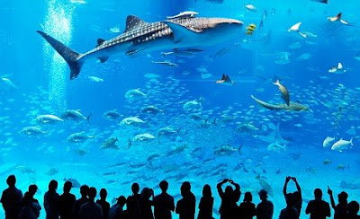 The fish tank that's so big it can hold FOUR whale sharks 03