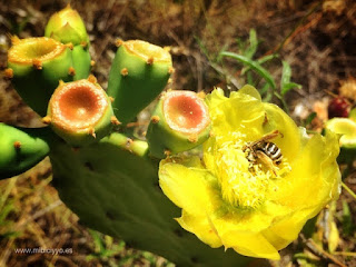 Flor de Chumbera