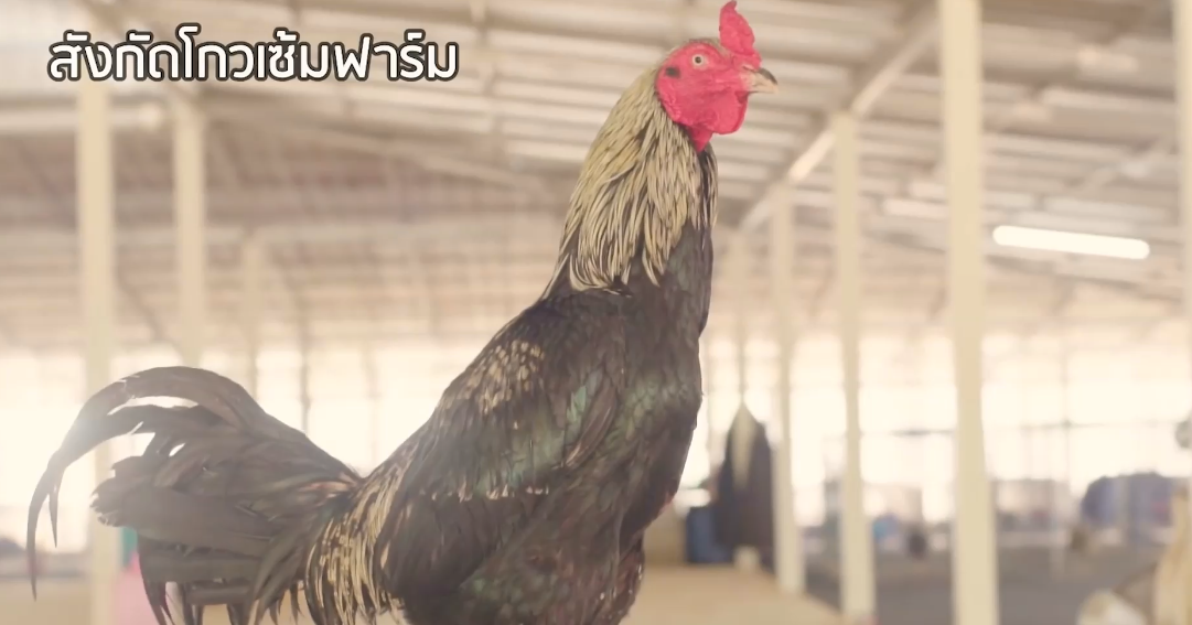 THE LEGEND AYAM MANGON KAOLAN TERBAIK DAN TERMAHAL MILIK MR KOWSEM GO