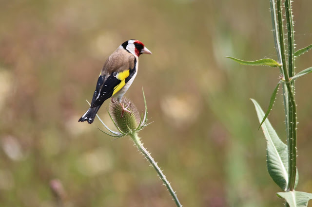 Putter op kaardebol (foto: Steve Harrris)