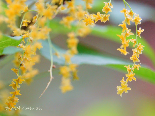 Dioscoreaceae tokoro