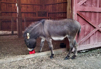 mini-donkey-playing-north-carolina