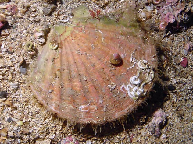 Bivalvia (Pelecypoda) BIOLOGIPEDIA