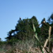 View album