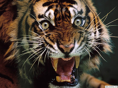 wallpaper tiger. hd wallpaper tiger.