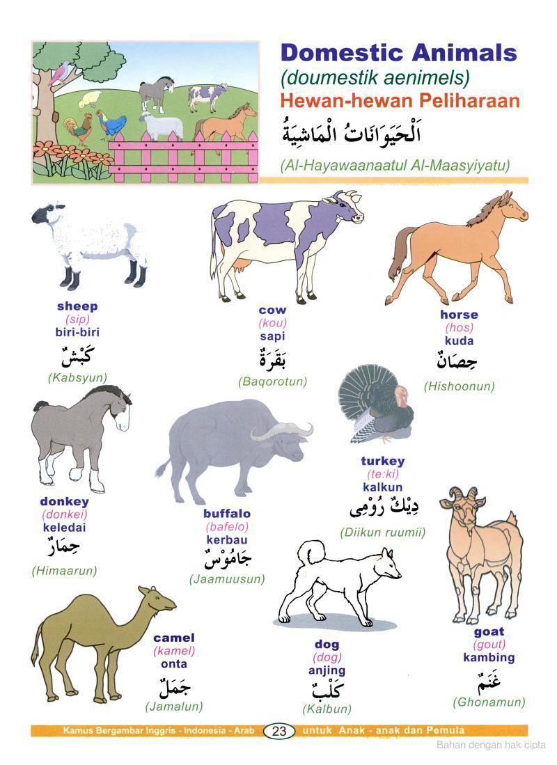Kenalilah Bahasa Arab Haiwan hawan dalam Bahasa Arab 