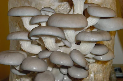 Mushroom Supplier Company in Visakhapatnam