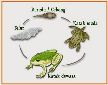 BIOLOGI GONZAGA: PERTUMBUHAN DAN PERKEMBANGAN CATATAN