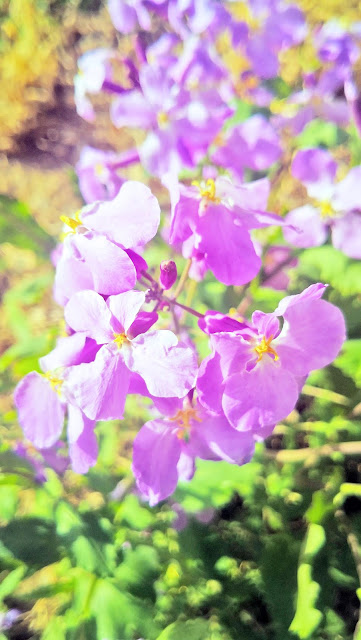 spring flowers under Coronavirus Peach blossoms, lilac blossoms, begonia