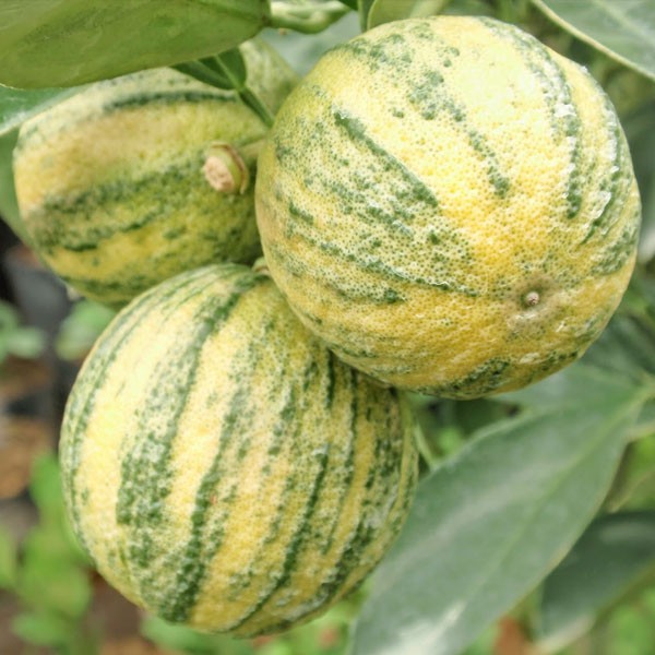 bibit jambu variegata harga bervariasi Sumatra Selatan