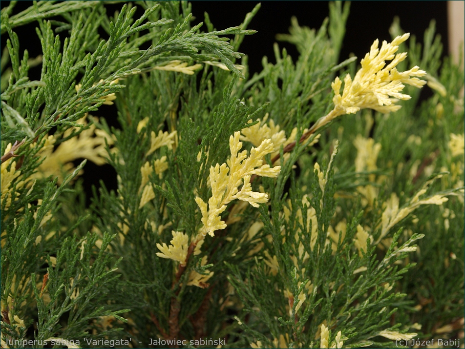 Juniperus sabina 'Variegata'  -  Jałowiec sabiński 'Variegata' igły