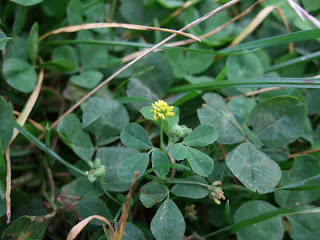 Lesser Trefoil - Yellow Suckling Clover (Flower)