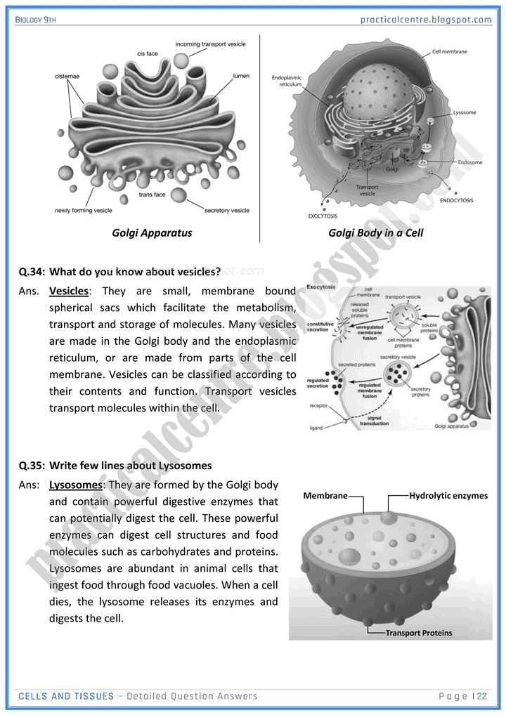 cells-and-tissues-detailed-question-answers-biology-9th-notes