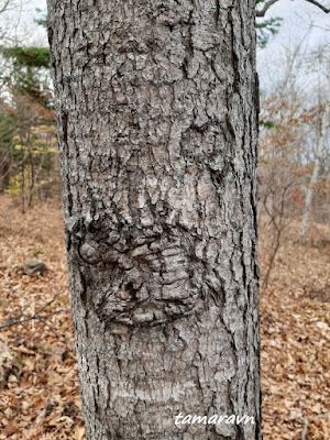 Пихта цельнолистная / Пихта чёрная (Abies holophylla)