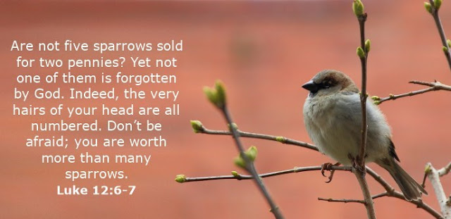 Are not five sparrows sold for two pennies? Yet not one of them is forgotten by God. Indeed, the very hairs of your head are all numbered. Don't be afraid; you are worth more than many sparrows. 