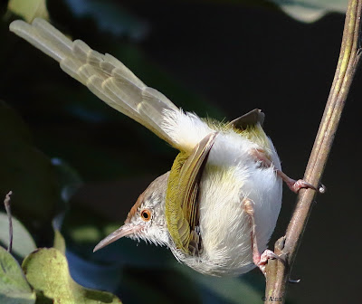 "Common Tailorbird - Orthotomus sutorius  perched on a branch with a black badkground."