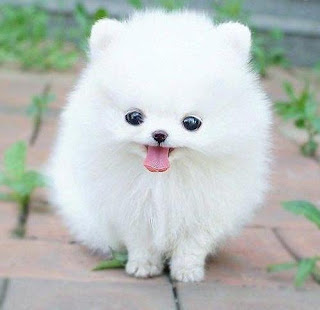 Pomeranian Puppy Pictures