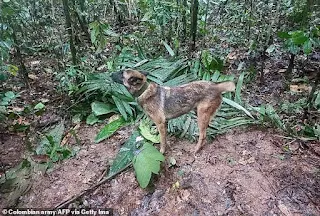 تم نشر كلاب بوليسية وثلاث مروحيات بحثا عن الأطفال ، لكن الحيوانات البرية والأمطار الغزيرة وارتفاع الأشجار أطال عملية الإنقاذ.