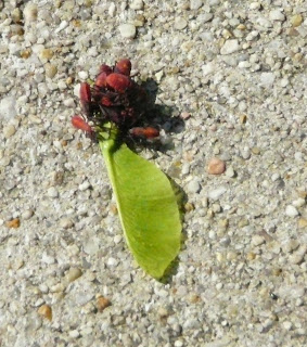 bugs on maple seed