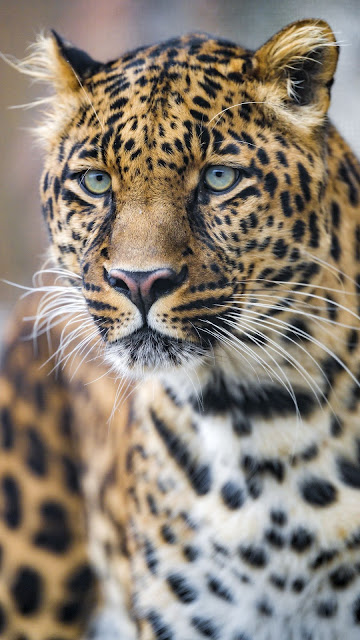 Leopard, Predator, Big Cat