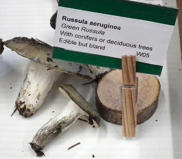 Russula Aeruginea aka Green Russula - edible mushrooms