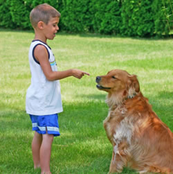 Training Stage Lessons for Your Dog Obedience Training Program: