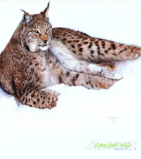 رقم 8 قطة نمر الجليد-سلالات القطط البرية النادرة في العالم_The world's 10 rarest wildcats