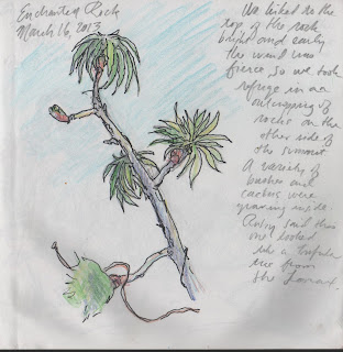 sketch of tree at Enchanted Rock by David Borden